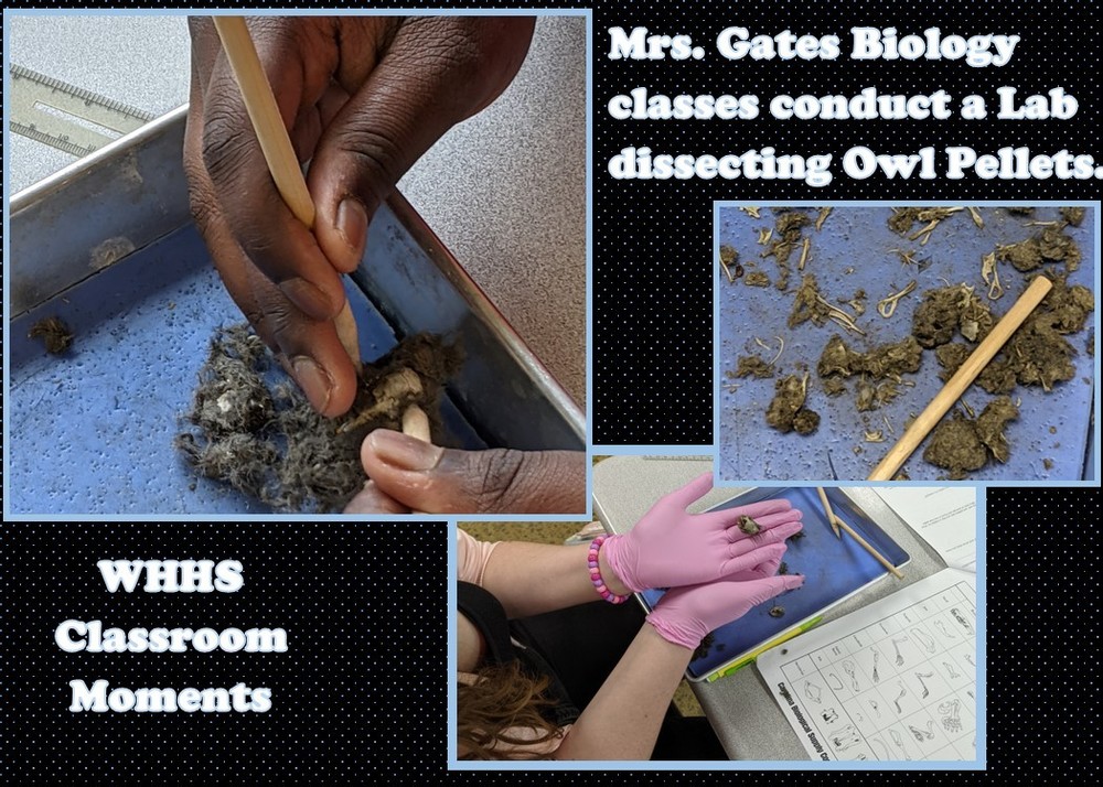 Biology students dissect owl  pellets.
