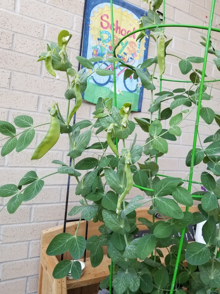 Greenhouse Vegetables grown by the 9th Grade Honor's Biology Class.