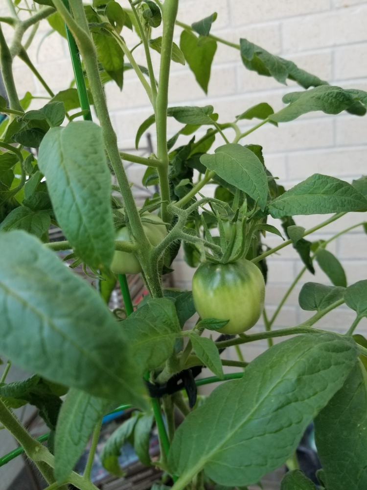 Greenhouse Vegetables grown by the 9th Grade Honor's Biology Class.