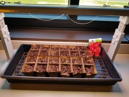 Fall Plants are Sprouting