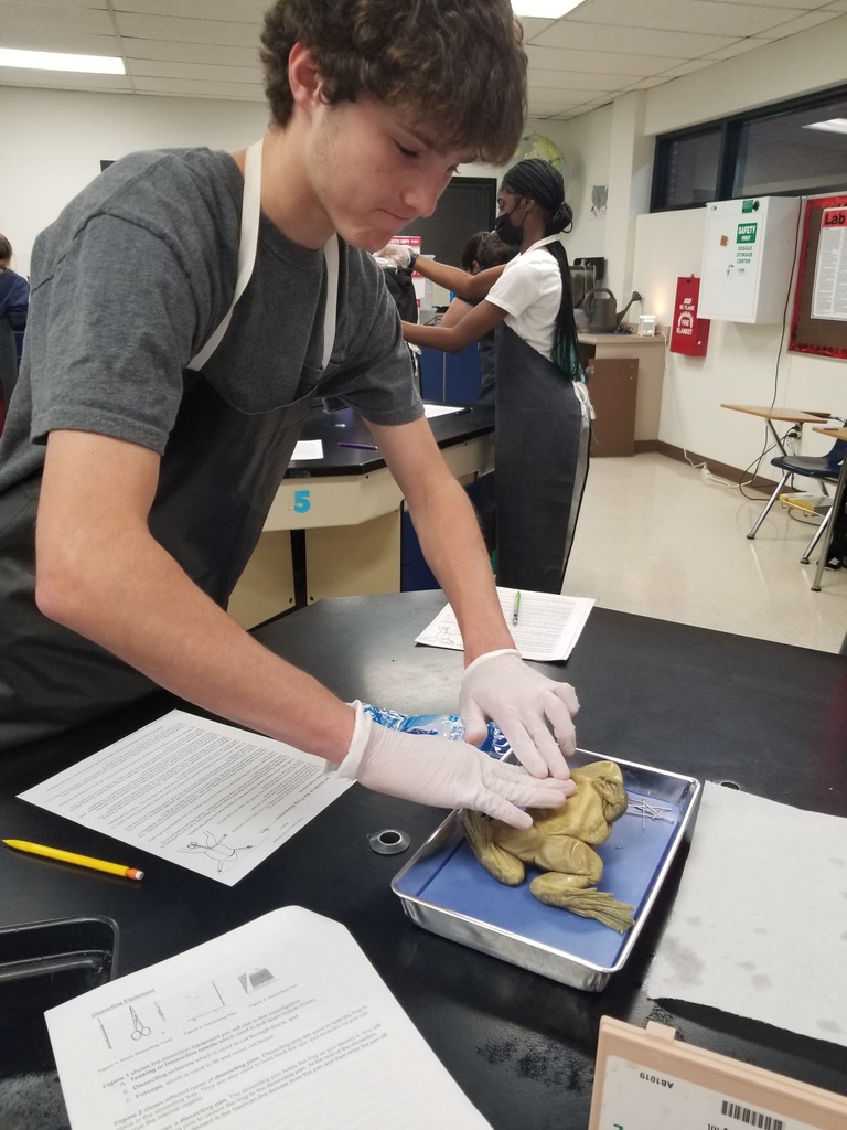 Ben Hunt gives his frog chest compressions to check for signs of life before dissecting.