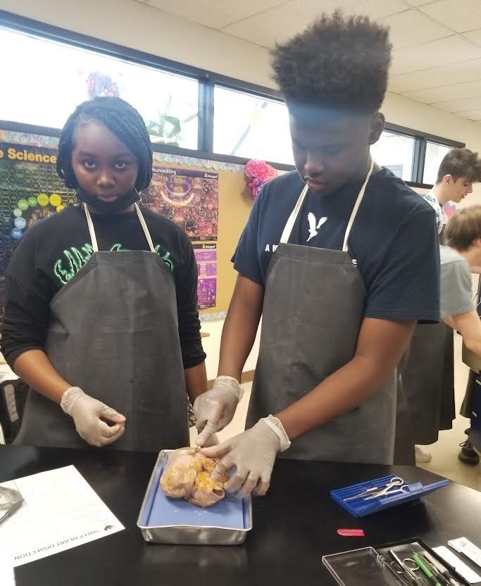 Biology students dissecting a sheep's  heart.
