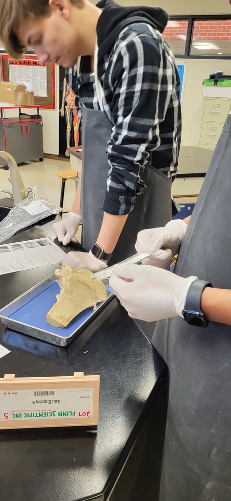 Mrs. Henslee's Anatomy students dissecting  cow bone fragments.