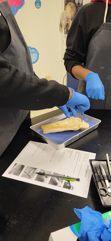 Mrs. Henslee's Anatomy students dissecting cow bone fragments.
