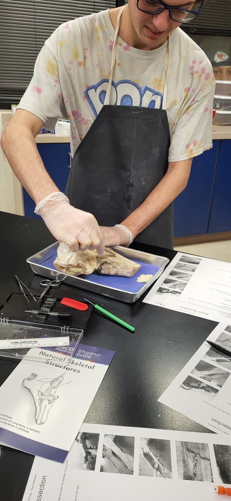  Mrs. Henslee's Anatomy students dissecting cow bone fragments.